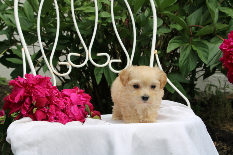 puppy, for, sale, Maltipoo, Matthew B. Stoltzfus, dog, breeder, Gap, PA, dog-breeder, puppy-for-sale, forsale, nearby, find, puppyfind, locator, puppylocator, aca
